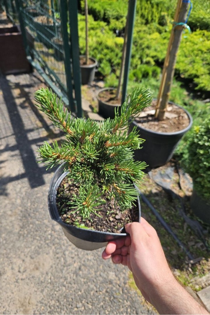 Ель колючая лаки страйк