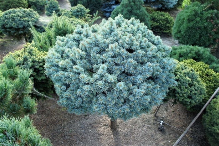 Сосна глаука глобоза