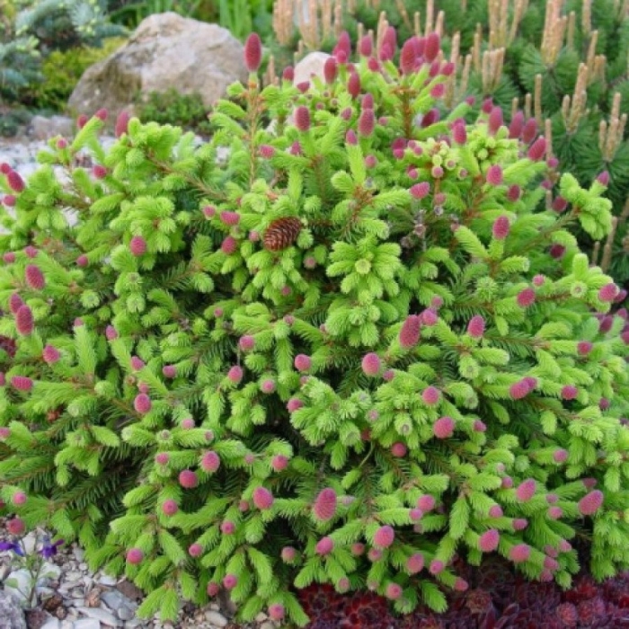 Ель акрокона пуш