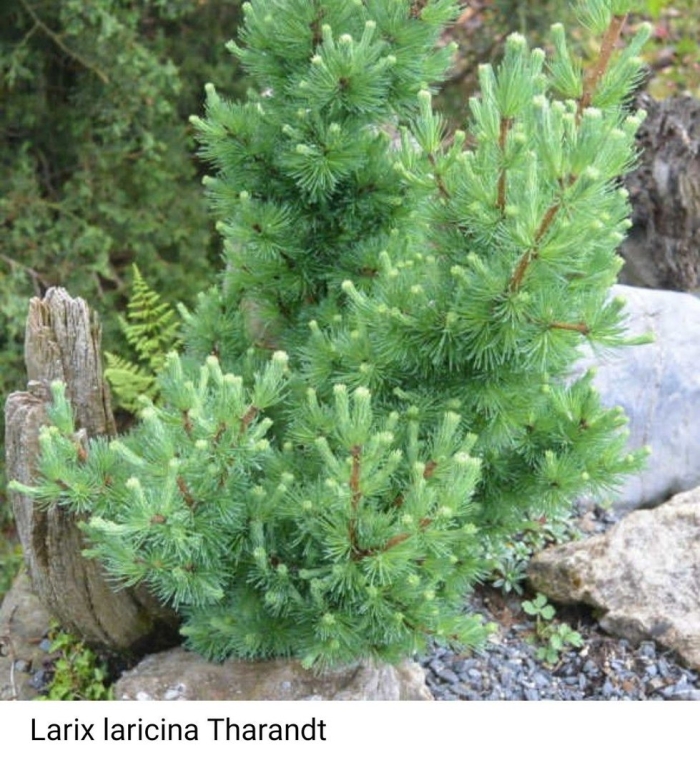 Лиственница гмелина