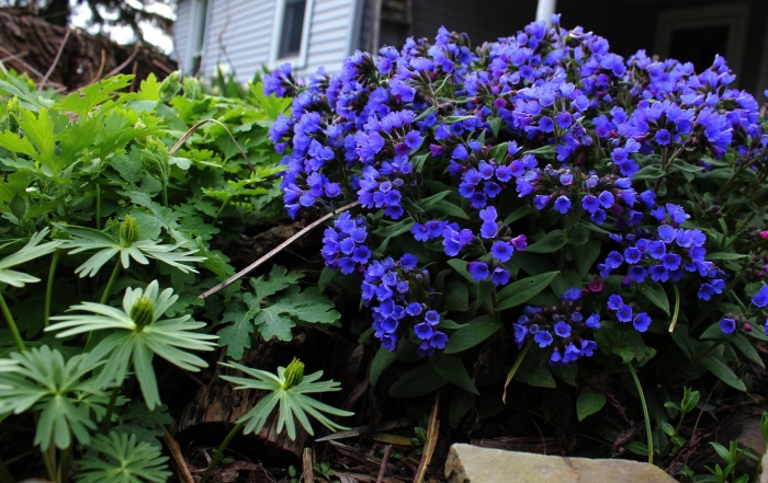 Медуница блю