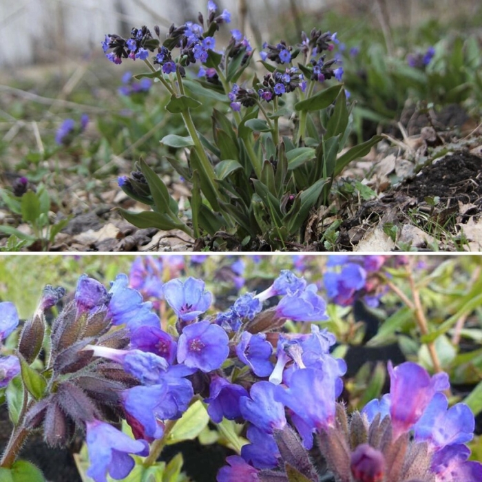 Медуница цветок