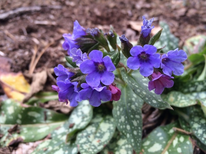 Медуница (pulmonaria)