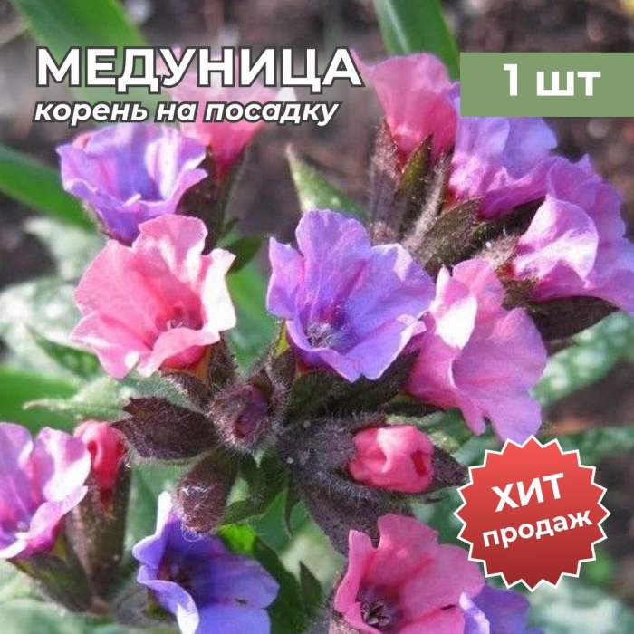 Медуница сахарная миссис мун