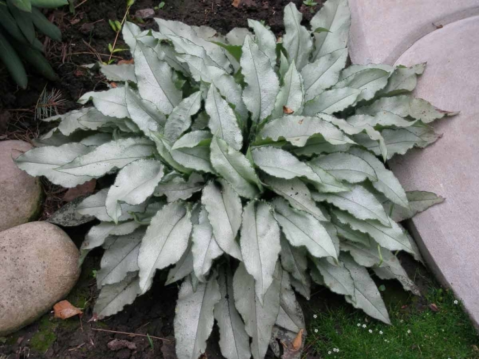 Медуница маджести