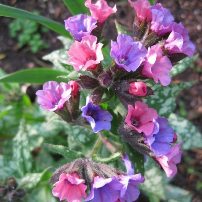 Медуница длиннолистная 'diana clare'