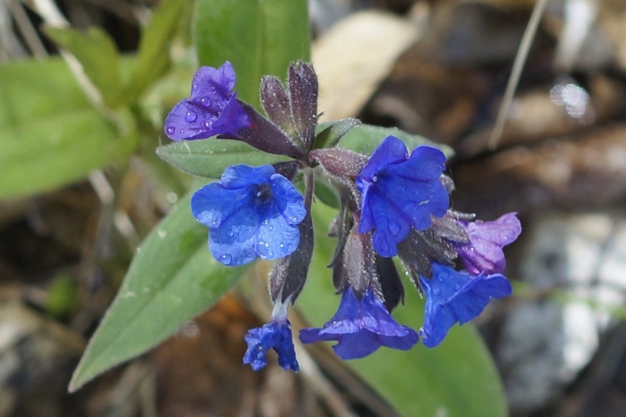 Медуница мягчайшая