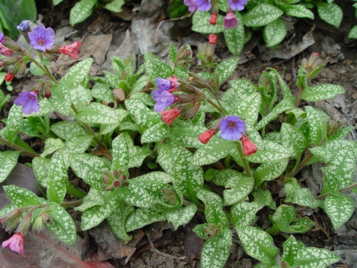 Медуница сахарная пульмонария