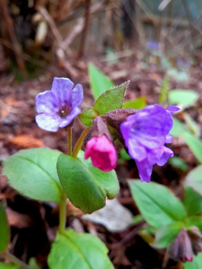 Медуница лекарственная