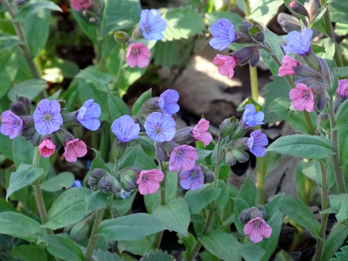 Медуница блю энсайн