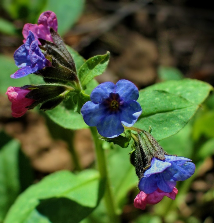 Медуница лесная цветок