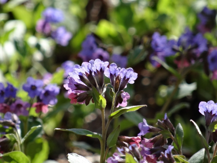 Цветок медуница