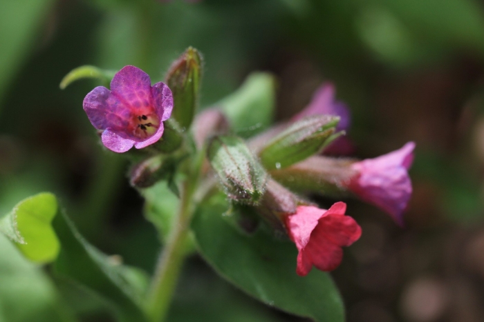 Pulmonaria obscura
