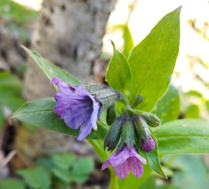 Медуница растение