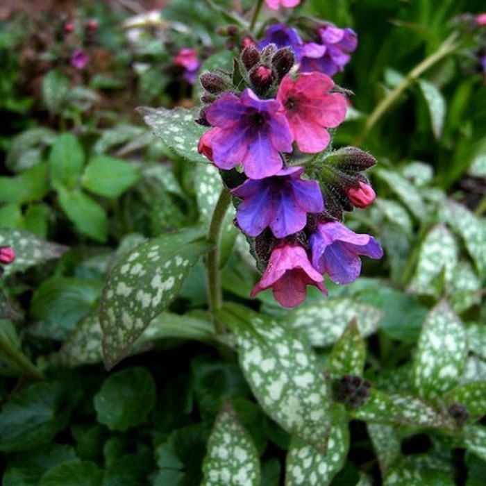 Медуница растение