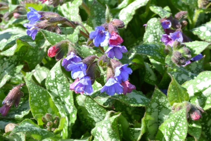 Pulmonaria officinalis