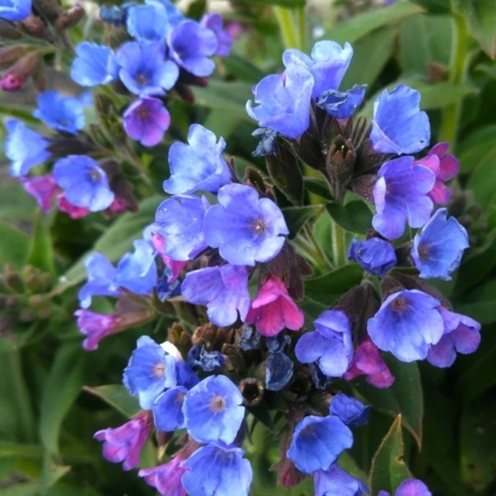 Медуница блю энсайн