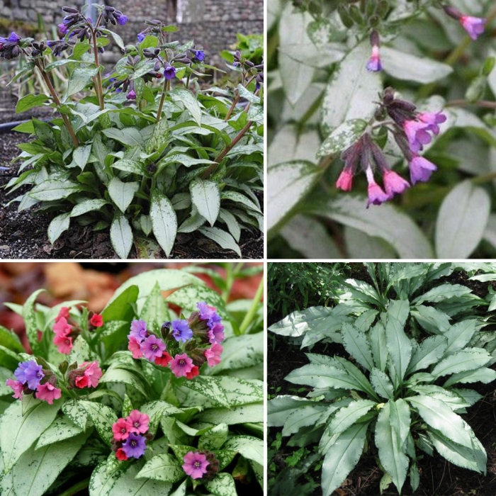 Медуница majeste