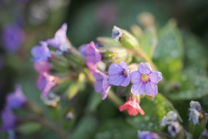Медуница садовая