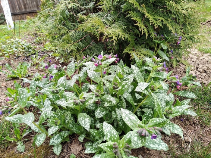 Медуница валовидная