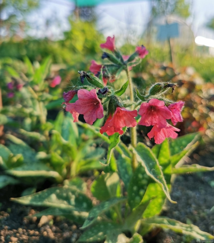 Медуница красная