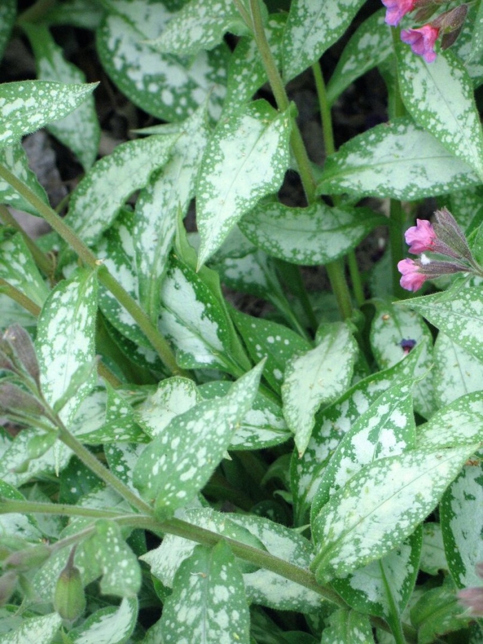 Медуница сахарная leopard