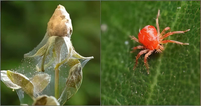 Хищный клещ фитосейулюс