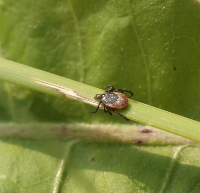 Клещи насекомые