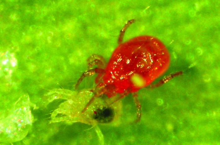 Фитосейулюс персимилис