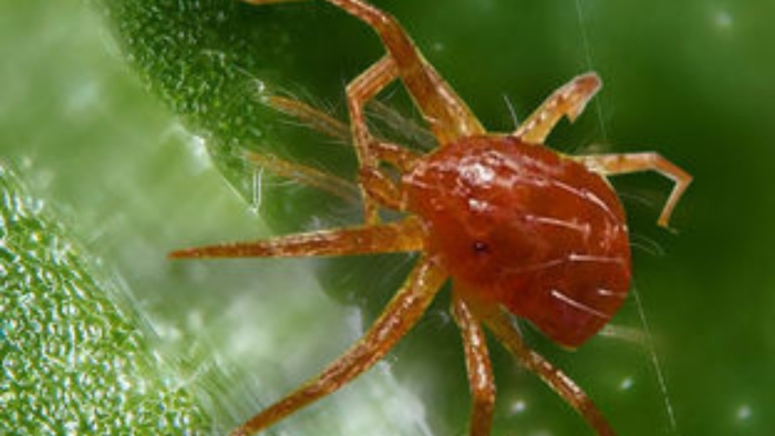 Фитосейулюс персимилис