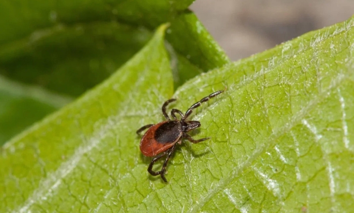 Иксодовые клещи