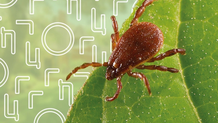 Клещи иксодовые