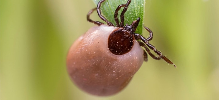 Иксодовый клещ