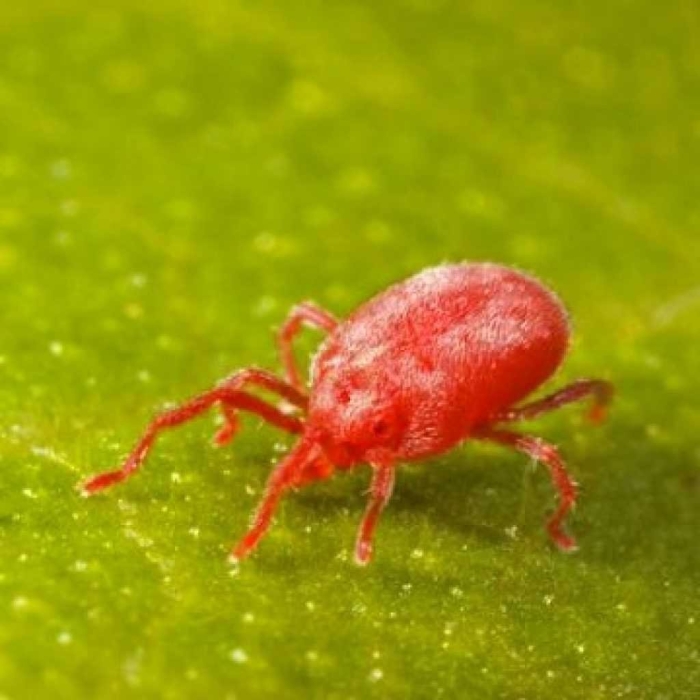 Красный паутинный клещ