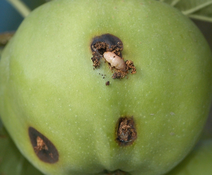 Яблоневая плодожорка