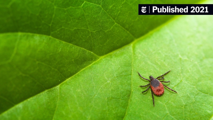 Иксодовый клещевой боррелиоз