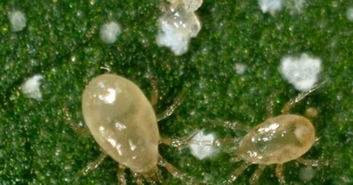 Амблисейус монтдоренсис