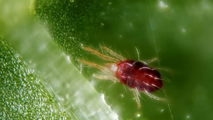Красный паутинный клещ tetranychus cinnabarinus