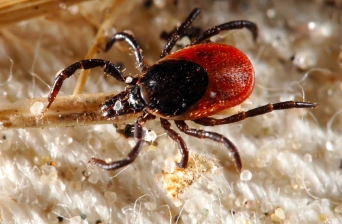 Ixodes ricinus