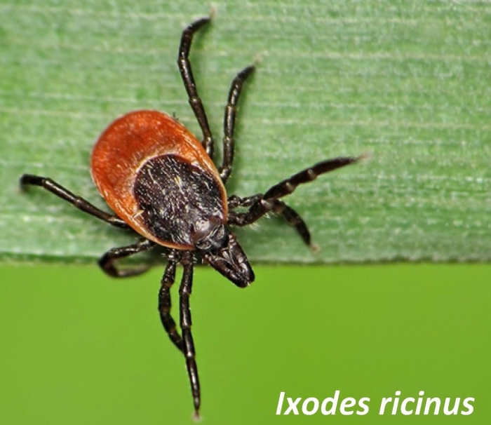 Европейский лесной клещ ixodes ricinus