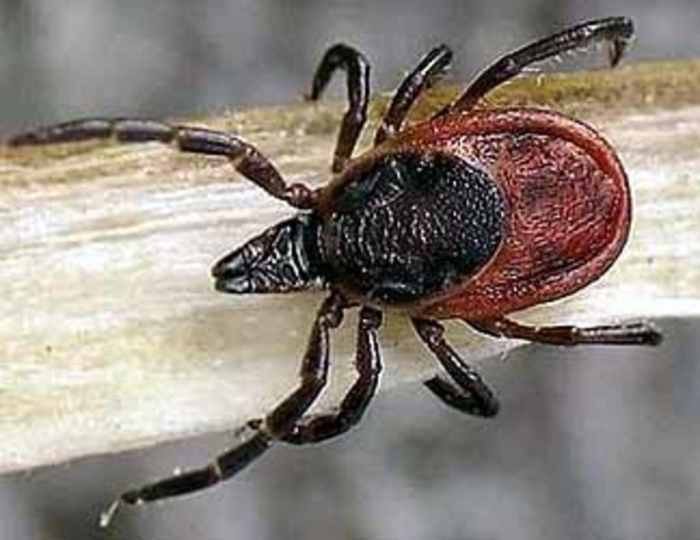 Клещи животные