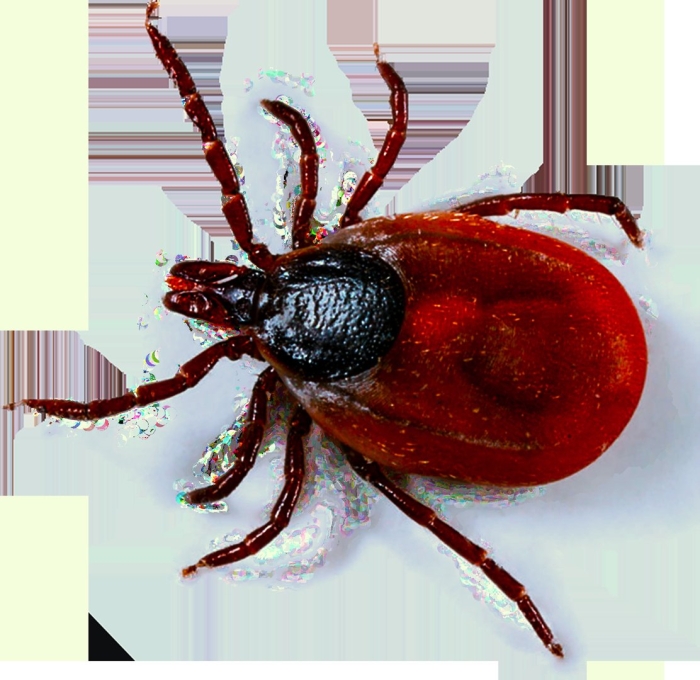 Клещ ixodes ricinus