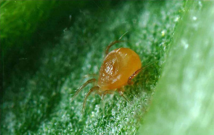 Амблисейус кукумерис