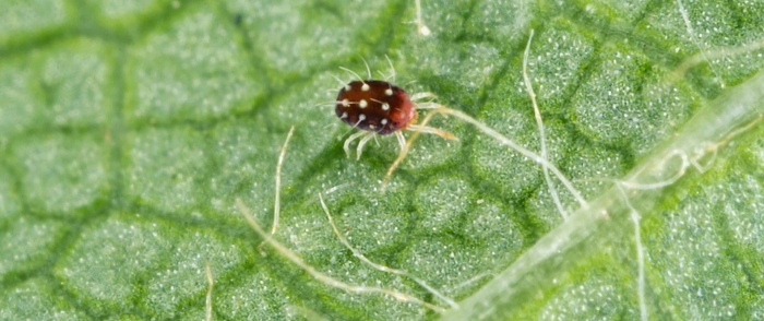 Обыкновенный паутинный клещ