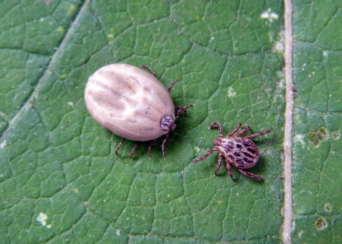 Клещ dermacentor