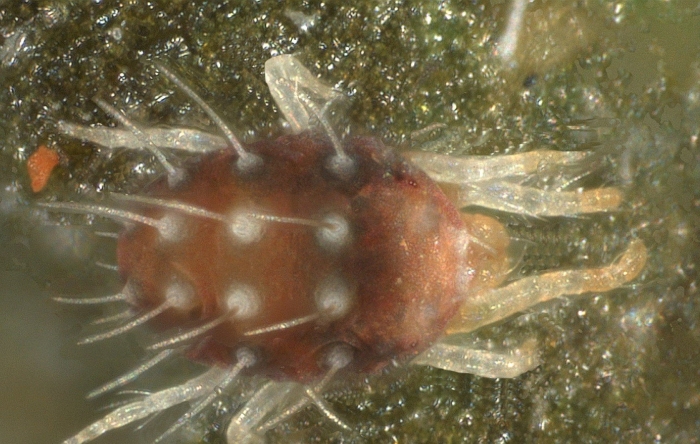 Обыкновенный паутинный клещ tetranychus urticae