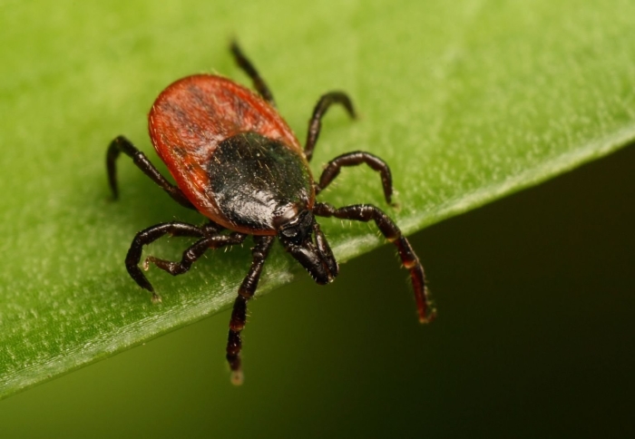 Осторожно клещи