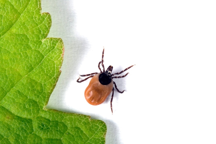 Иксодовый клещ