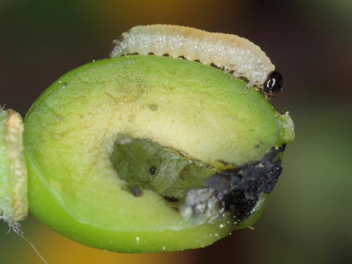 Яблонный пилильщик личинка.