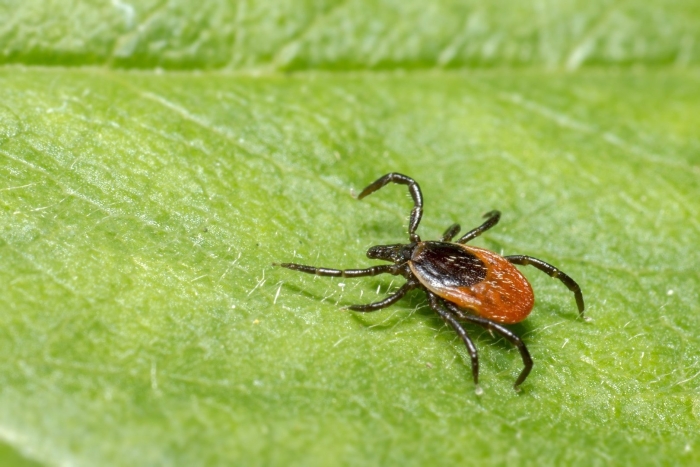 Собачий клещ ixodes ricinus